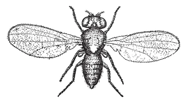 Tresterfliege Ist Auch Unter Den Namen Essigmücken Und Fruchtfliegen Vintage — Stockvektor