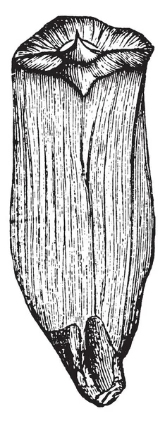 Ein Bild Von Der Vorderseite Des Tannenzapfenmaßstabs Vintage Linienzeichnung Oder — Stockvektor