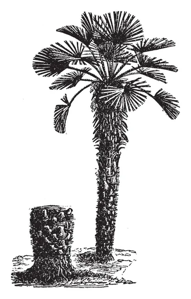 Uma Ilustração Uma Palmeira Anã Desenho Linha Vintage Gravura Ilustração —  Vetores de Stock
