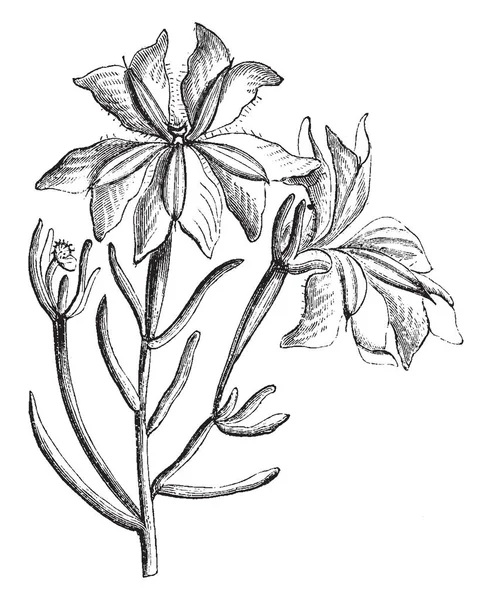 Lechenaultia 是一种开花植物 Goodeniaceae 一般草本与螺旋叶子 复古线图画或雕刻例证 — 图库矢量图片