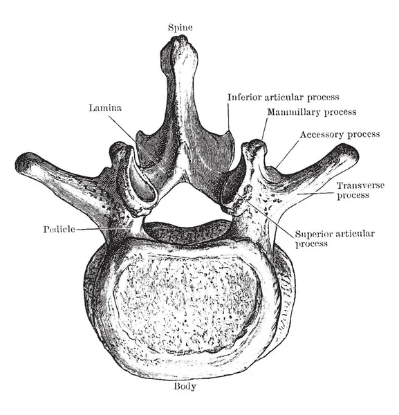 Cette Illustration Représente Troisième Vertèbre Thoracique Vue Haut Dessin Ligne — Image vectorielle