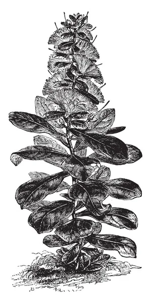 Cornbeefwood 或鱼毒树花 玉蕊聚果 Lecythidaceae Masoala 国家公园 马达加斯加 复古线画或雕刻插图 — 图库矢量图片