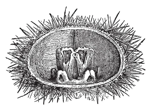 Çigneme Hangi Gıda Ezilmiş Diş Tarafından Zemin Işlemidir Echinus Lividus — Stok Vektör