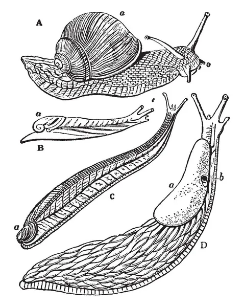 蜗牛和蛞蝓是一个大的分类学类内的门软体动物 复古线画或雕刻插图 — 图库矢量图片