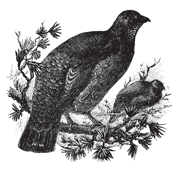 Dusky Grouse Uccello Della Famiglia Phasianidae Fagiani Pernici Illustrazione Linee — Vettoriale Stock