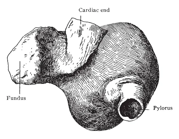 Esta Ilustração Representa Stomach Com Puckered Fundus Desenho Linha Vintage — Vetor de Stock