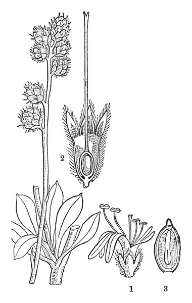 この画像は グローブのデイジーをという名前の花植物に属しています それで および ビンテージの線描画や彫刻図のセクション卵巣セクション つの部分を示しています — ストックベクタ
