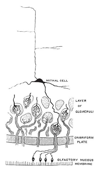 ภาพน แสดงโครงสร างของโครงสร างนาท ของหลอดไฟ Olfactory ภาพวาดเส นเทจหร อการแกะสล — ภาพเวกเตอร์สต็อก