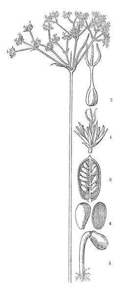 Uma Foto Que Mostra Uma Onda Flores Afiadas Esta Planta — Vetor de Stock