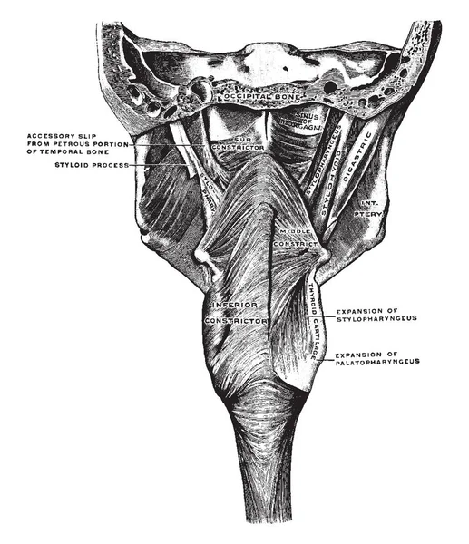 这个插图代表咽部的肌肉 老式的线条画或雕刻插图 — 图库矢量图片