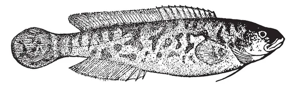 Nehir Blackfish Percichthyidae Aile Vintage Çizgi Çizme Veya Oyma Illüstrasyon — Stok Vektör