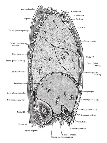 Bagian Sagittal Melalui Batang Kanan Bidang Median Dilihat Dari Gambar - Stok Vektor