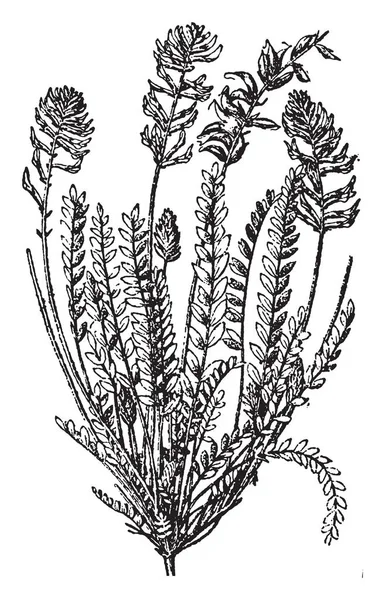 Woolly Locoweed Nombre Común Para Varias Plantas Puede Referirse Astragalus — Vector de stock