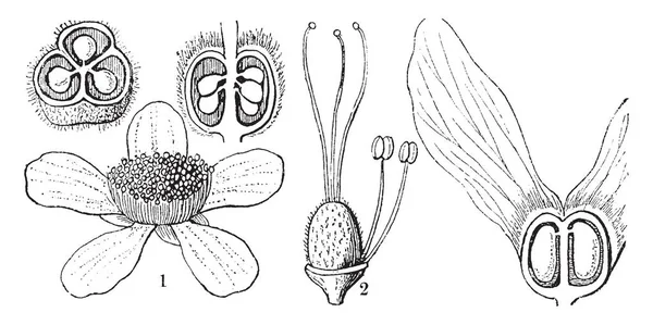 Berrya의 부분을 보여주는 다이어그램 Stamens 빈티지 그림을 — 스톡 벡터