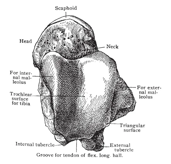 Bu resimde vintage çizgi çizme veya oyma illüstrasyon yukarıdan, Astragalus temsil eder.
