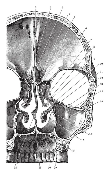 Deze Afbeelding Vertegenwoordigt Coronale Deel Van Schedel Vintage Lijntekening Gravure — Stockvector