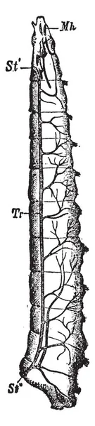 飞幼虫气管系统右侧纵向茎 复古线绘制或雕刻插图 — 图库矢量图片
