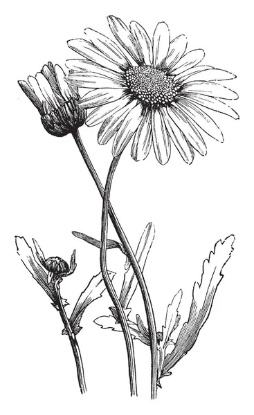 Фотографии Изображена Oxeye Daisy Известная Chrysanthemum Leucanthemum Принадлежит Семейству Compositae — стоковый вектор