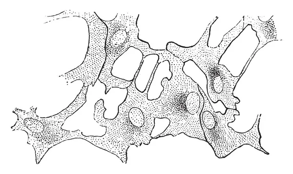 Lamellák Cica Szaruhártya Szemcsés Protoplasm Nagy Ovális Magok Kiviszik Vintage — Stock Vector