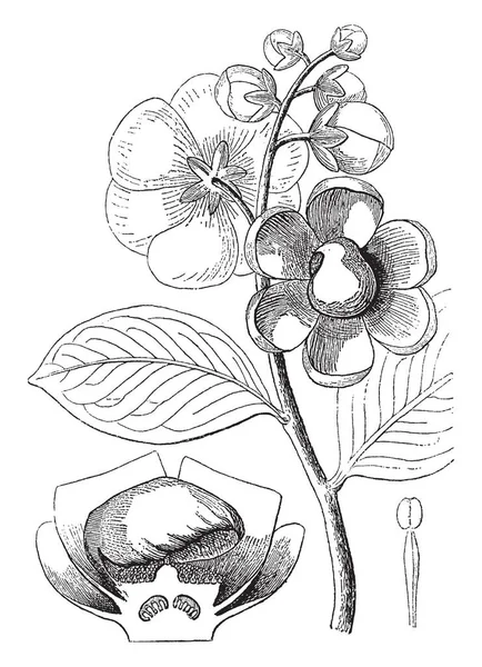 Lecythis Юнка Квіткова Рослина Зображення Показують Брунька Листи Stamen Квітка — стоковий вектор