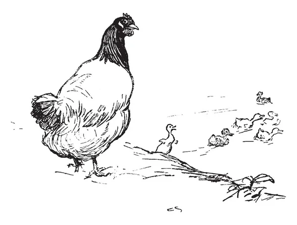 Diese Abbildung Stellt Huhn Und Küken Vintage Linienzeichnung Oder Gravierillustration — Stockvektor