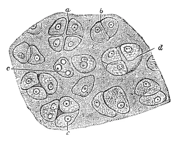 Гіаліновий Хрящ Має Чотири Клітини Розділяють Вінтажний Малюнок Лінії Або — стоковий вектор