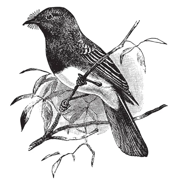 黒フィービーはタイランチョウ科家族 ビンテージの線描画や彫刻イラストの小さな鳥です — ストックベクタ