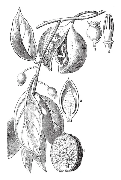 Fruto Nuez Moscada Fruto Duro Amarillento Sin Semillas Conocido Como — Archivo Imágenes Vectoriales