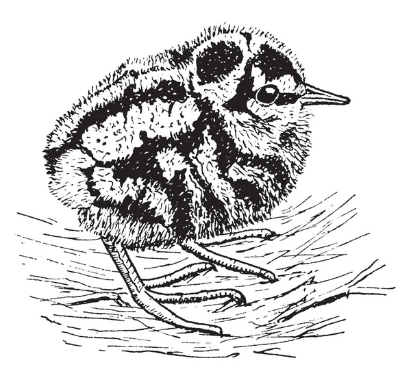 Esta Imagen Representa Young Woodcock Dibujo Línea Vintage Ilustración Grabado — Vector de stock