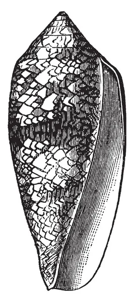 Conus Textilis Ядовитая Морская Улитка Морской Моллюск Семейства Conidae Рисунок — стоковый вектор