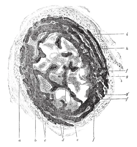 この図を表す開発骨 ビンテージの線描画や彫刻イラスト — ストックベクタ