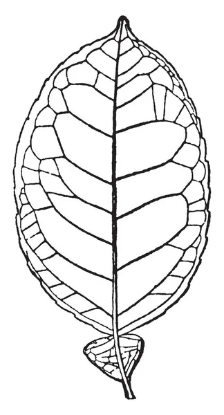 Лист Грейпфрутового Дерева Рисунок Винтажной Линии Гравировка — стоковый вектор