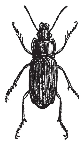 Harpalus Eneus Contiene Scarabei Carnivori Dimensioni Molto Ridotte Illustrazione Linee — Vettoriale Stock