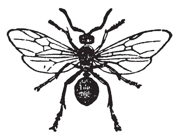 红色木蚂蚁女性是最大的在大小 复古线图画或雕刻例证 — 图库矢量图片