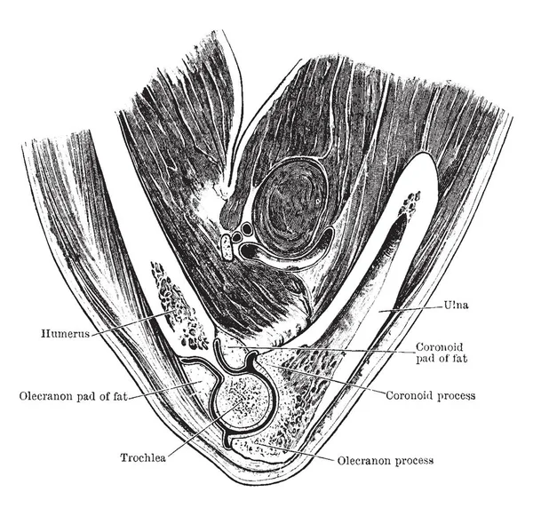 Bu resimde dikey bölüm ile dirsek eklem, vintage çizgi çizme veya oyma illüstrasyon temsil eder.