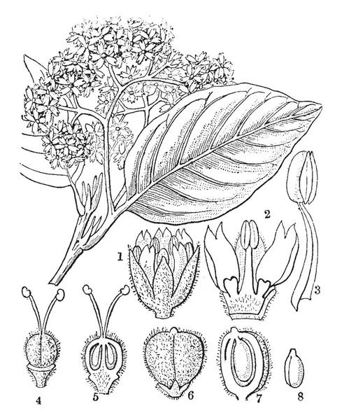 Una Imagen Que Muestra Diferentes Etapas Flor Chailletia Dibujo Línea — Archivo Imágenes Vectoriales