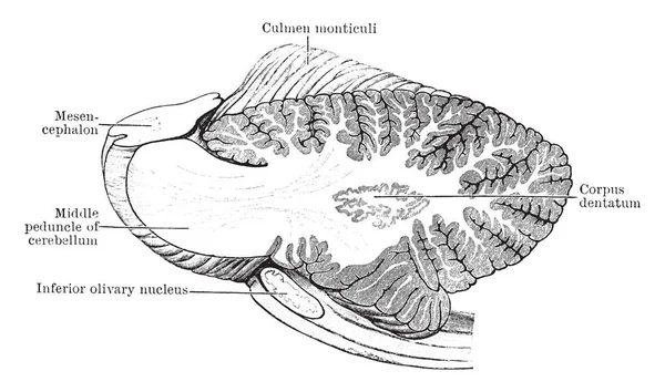 Sagittaal Sectie Linker Hemisfeer Van Laterale Van Het Cerebellum Vintage — Stockvector