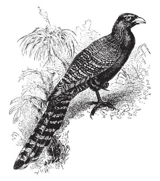 Pheasant Cuckoo Colocado Nos Ninhos Outras Aves Cuidado Chocar Ovos — Vetor de Stock