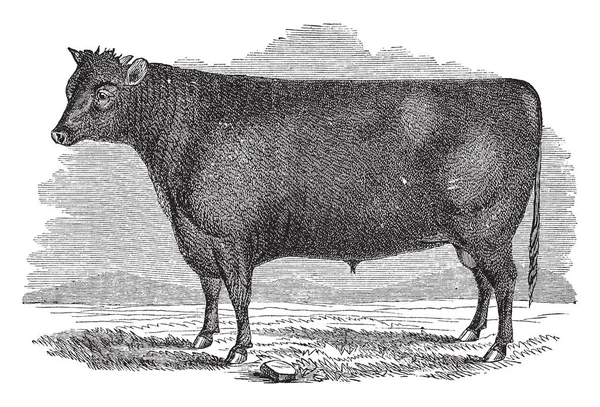 Devon boğa bir antik Güney Batı İngilizce ilçe Devon, vintage çizgi çizme veya oyma illüstrasyon sığır çeşidi.