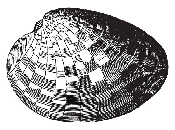 Cytherea 斑这是属于 Veneridae 家族的物种的铸造数量 复古线画或雕刻插图 — 图库矢量图片