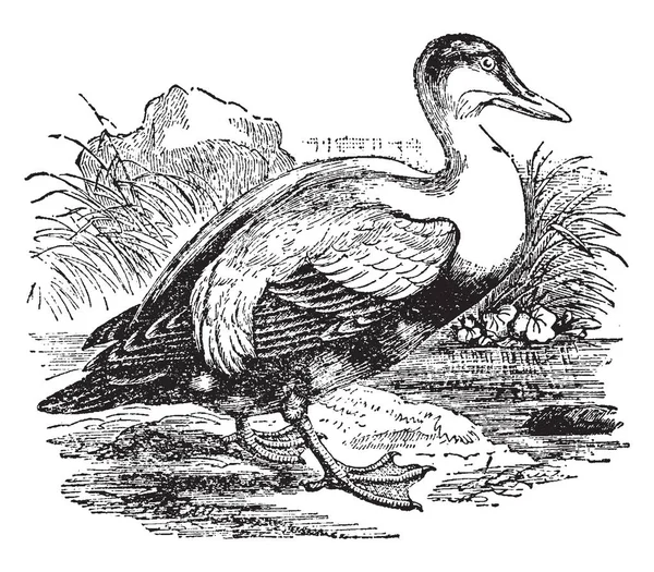 Eider Duck Большая Морская Утка Рисунок Винтажной Линии Гравировка — стоковый вектор