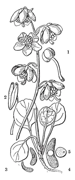 그린은 Pyrola의 식물은 있듯이 3입니다 Seeds4입니다 빈티지 드로잉 — 스톡 벡터