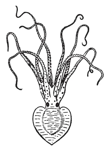 Pinnoctopus Cordiformis 是软体动物类头足的特点是双体对称 复古线画或雕刻插图 — 图库矢量图片