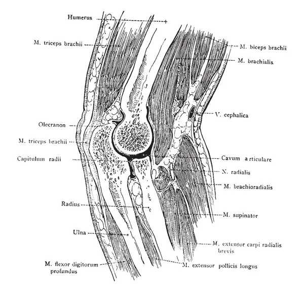 Sagittal Avsnitt Höger Armbåge Med Armen Pronation Vintage Linje Ritning — Stock vektor