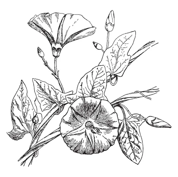 旋花植物呈螺旋状生长 Saggitatte 花上部结构圆形 有一些小芽 复古线画或雕刻插图 — 图库矢量图片