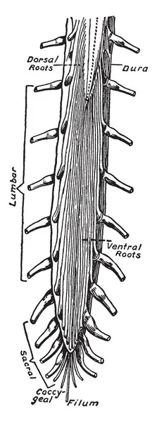 Extremo Inferior Médula Espinal Aspecto Dorsal Cauda Equina Dibujo Línea — Archivo Imágenes Vectoriales