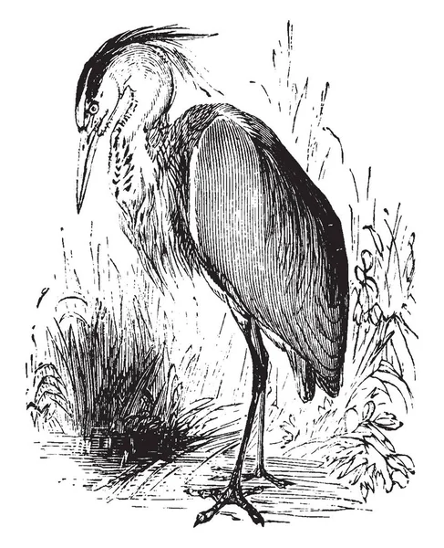 灰鹭是一条长腿的捕食涉水鸟的苍鹭家庭原产于整个温带欧洲和亚洲和非洲的一部分 复古线画或雕刻插图 — 图库矢量图片