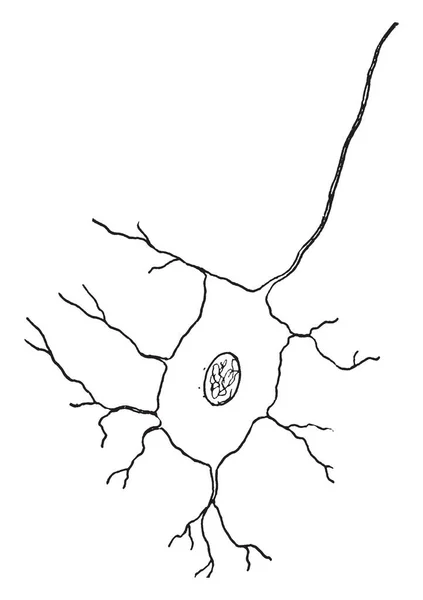 Las Células Nerviosas Animales Son Células Especializadas Llamadas Neuronas Trazado — Vector de stock