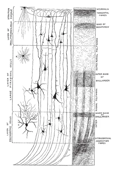 Diagram to illustrate minute structure of the cerebral cortex, vintage line drawing or engraving illustration.