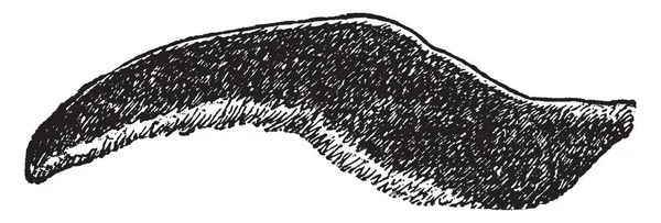 Kanat yürüme, vintage çizgi çizme veya illüstrasyon oyma için oluşturulmaktadır bir penguen.